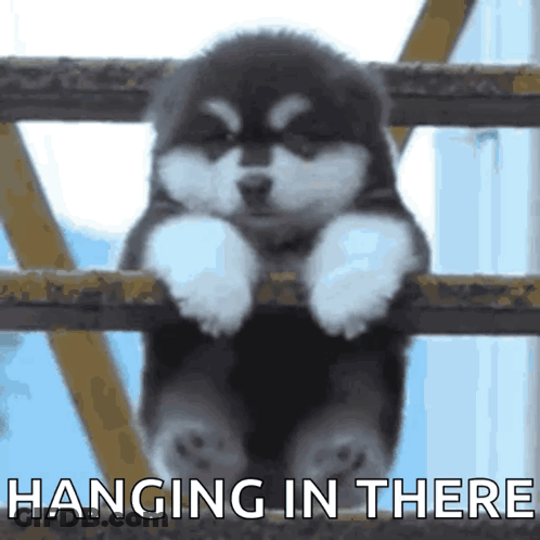 A Puppy Is Hanging On A Railing With The Words Hanging In There Behind It GIF