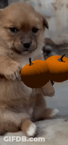 A Puppy Is Holding A Pumpkin In Its Paw GIF