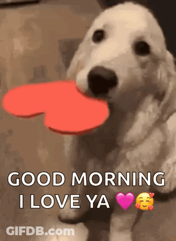 A Puppy Is Holding A Red Heart In Its Mouth And Says Good Morning I Love Ya . GIF