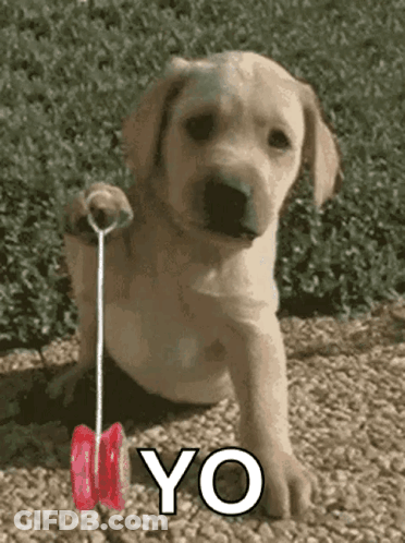 A Puppy Is Holding A Red Yo-Yo In Its Paws GIF