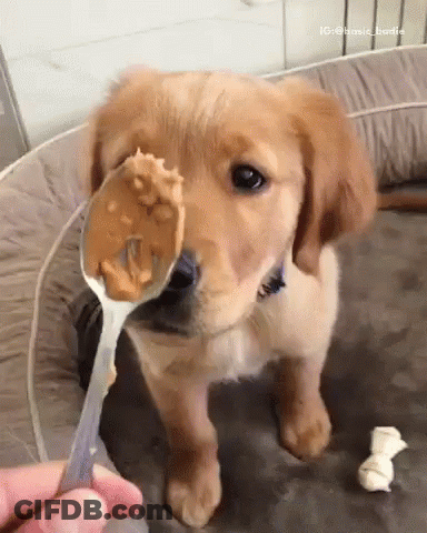 A Puppy Is Holding A Spoon Of Peanut Butter In Its Mouth . GIF