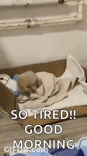 A Puppy Is Laying In A Cardboard Box With A Blanket And A Stuffed Animal . GIF