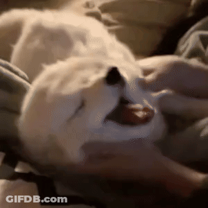 A Puppy Is Laying On A Bed With Its Mouth Open And Yawning . GIF