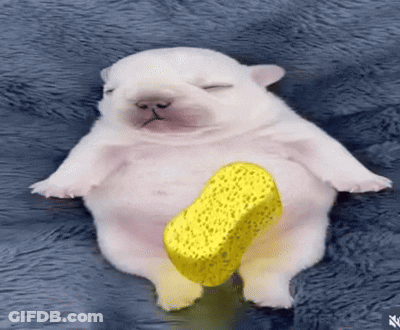 A Puppy Is Laying On A Blue Blanket With A Yellow Sponge On Its Feet GIF