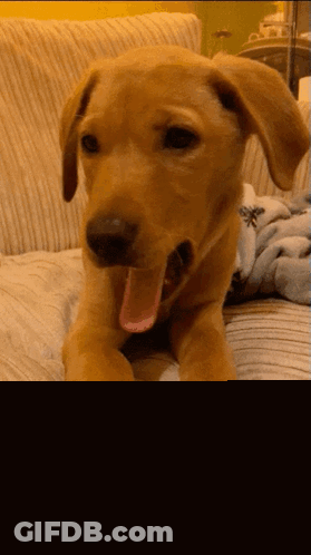 A Puppy Is Laying On A Couch With Its Tongue Out And The Name Lia Yawn Written Below It GIF