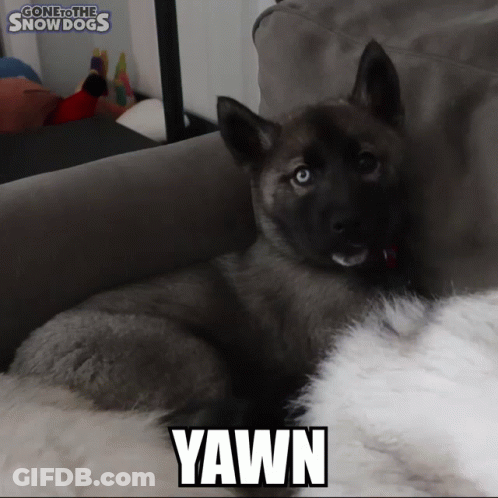 A Puppy Is Laying On A Couch With The Word Yawn Written On It GIF