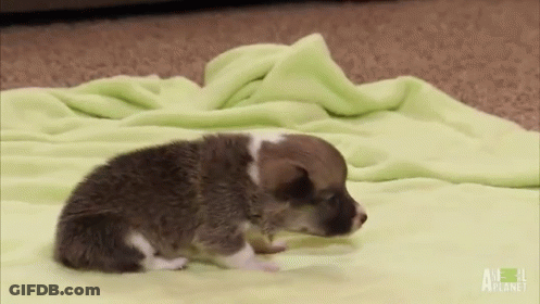 A Puppy Is Laying On A Green Blanket On The Floor . GIF