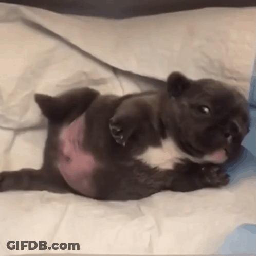 A Puppy Is Laying On Its Back On A Bed . GIF