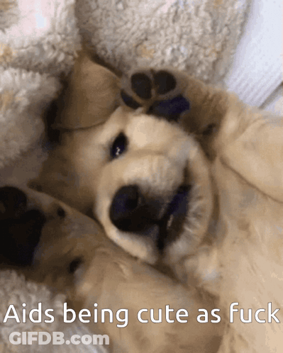 A Puppy Is Laying On Its Back With The Words Aids Being Cute As Fuck Above It GIF
