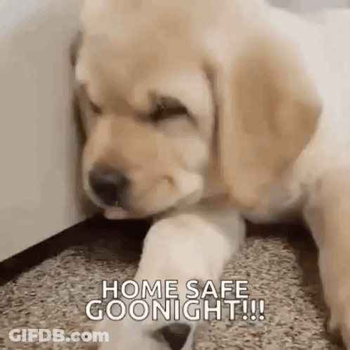 A Puppy Is Laying On The Floor Next To Another Puppy And Says `` Home Safe Goodnight '' . GIF