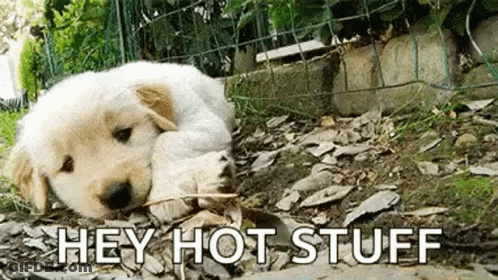 A Puppy Is Laying On The Ground Next To A Fence With The Words `` Hey Hot Stuff '' Above It . GIF