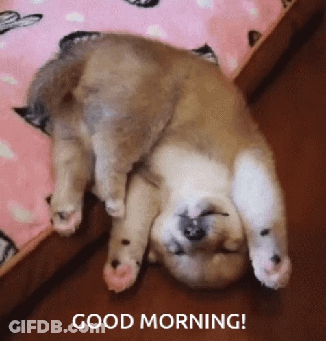 A Puppy Is Laying Upside Down On Its Back With The Words Good Morning Below It GIF