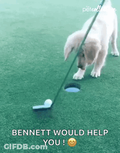 A Puppy Is Playing Golf And Bennett Would Help You . GIF