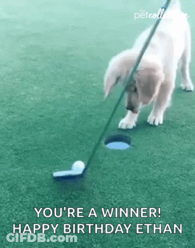 A Puppy Is Playing Golf On A Golf Course And Getting Ready To Hit The Ball Into The Hole . GIF