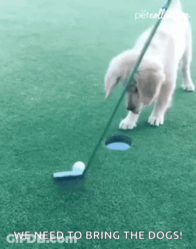 A Puppy Is Playing Golf On A Golf Course While Holding A Golf Club . GIF