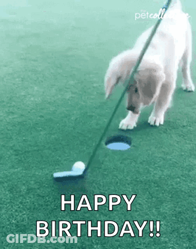 A Puppy Is Playing Golf On A Golf Course With A Happy Birthday Message . GIF