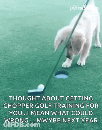 A Puppy Is Playing Golf On A Green With A Caption About Getting Chopper Golf Training For You .. GIF