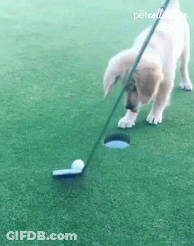 A Puppy Is Playing Golf On A Green With A Golf Club GIF