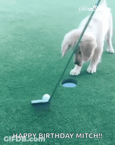 A Puppy Is Playing Golf With A Golf Club And A Ball . GIF