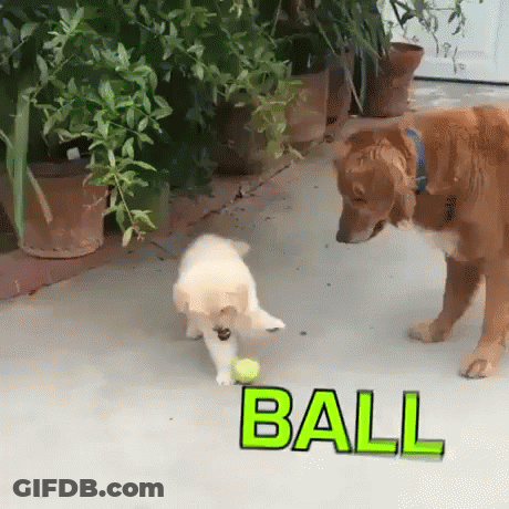 A Puppy Is Playing With A Tennis Ball Next To A Dog . GIF