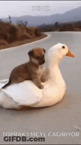 A Puppy Is Riding On The Back Of A Duck . GIF