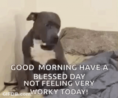 A Puppy Is Sitting On A Bed With The Words `` Good Morning Have A Blessed Day Not Feeling Very Worky Today '' . GIF