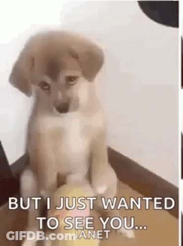 A Puppy Is Sitting On A Box And Looking At The Camera With The Words `` But I Just Wanted To See You ... '' . GIF