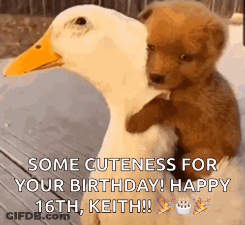 A Puppy Is Sitting On A Duck 'S Back And Says Some Cuteness For Your Birthday GIF