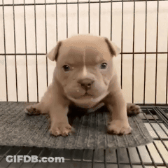 A Puppy Is Sitting On A Mat In A Cage Looking At The Camera . GIF