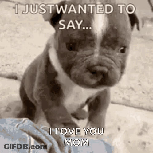 A Puppy Is Sitting On A Person 'S Lap And Says `` I Just Wanted To Say ... I Love You Mom '' GIF
