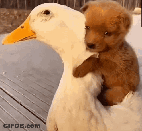 A Puppy Is Sitting On The Back Of A White Duck . GIF