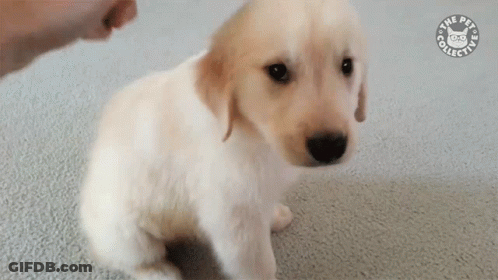 A Puppy Is Sitting On The Floor And Looking At The Camera While Being Petted By A Person . GIF
