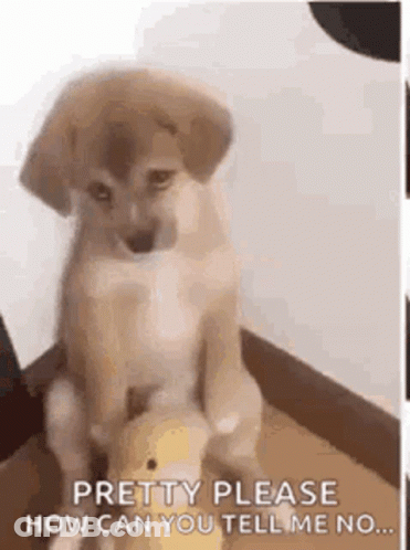 A Puppy Is Sitting On The Floor Next To A Stuffed Animal And Asking How Can You Tell Me No . GIF