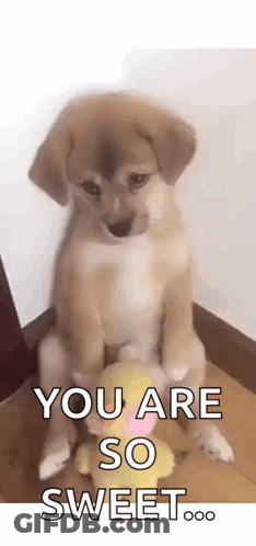 A Puppy Is Sitting On The Floor Next To A Stuffed Animal And Saying `` You Are So Sweet . '' GIF