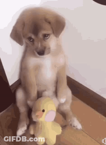 A Puppy Is Sitting On The Floor With A Stuffed Duck . GIF