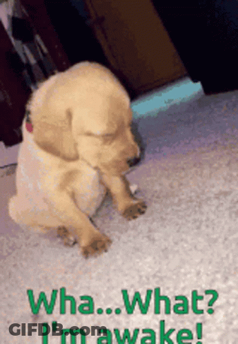 A Puppy Is Sitting On The Floor With The Words " Wha What I 'M Awake " On The Bottom GIF