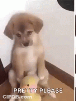A Puppy Is Sitting On Top Of A Stuffed Duck And Looking At The Camera . GIF