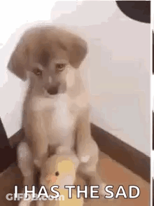 A Puppy Is Sitting On Top Of A Stuffed Duck And Says `` I Has The Sad '' . GIF