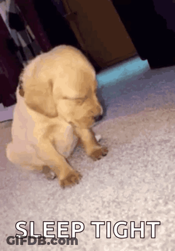 A Puppy Is Sleeping On A Carpet With The Words Sleep Tight Below It . GIF