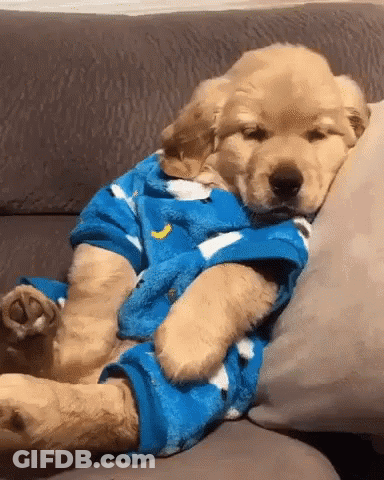 A Puppy Is Sleeping On A Couch Wearing Pajamas . GIF