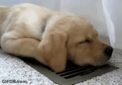 A Puppy Is Sleeping On The Floor Next To A Ventilation Grate . GIF