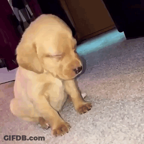 A Puppy Is Sleeping On The Floor With Its Eyes Closed GIF