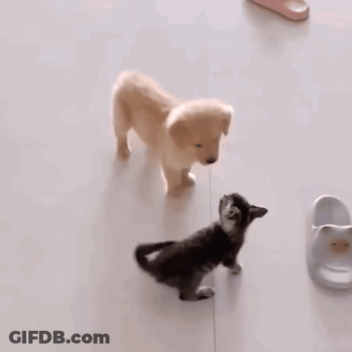 A Puppy Is Standing Next To A Kitten On The Floor . GIF