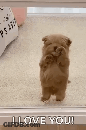 A Puppy Is Standing On Its Hind Legs And Looking Out A Window . GIF