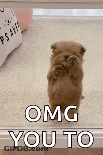 A Puppy Is Standing On Its Hind Legs And Looking Out A Window . GIF