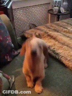 A Puppy Is Standing On Its Hind Legs In A Living Room GIF