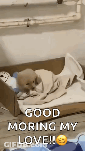 A Puppy Is Wrapped In A Blanket In A Cardboard Box And Says `` Good Morning My Love ! '' GIF