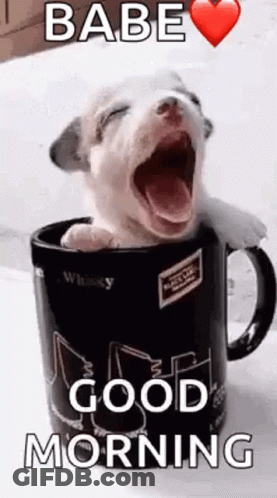 A Puppy Is Yawning In A Coffee Mug With The Words `` Babe Good Morning '' . GIF