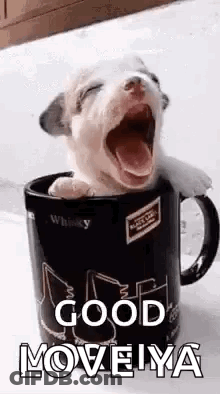 A Puppy Is Yawning While Sitting In A Cup Of Whiskey . GIF