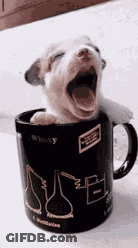 A Puppy Is Yawning While Sitting In A Whisky Mug . GIF